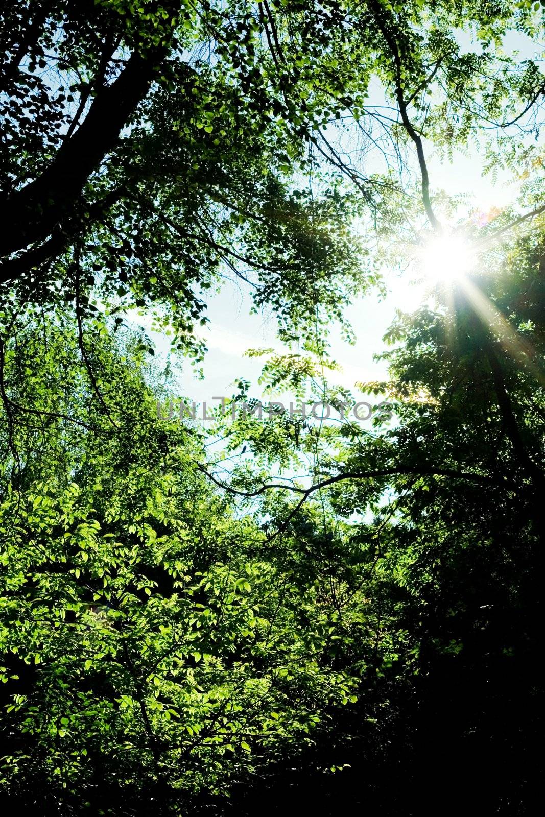 Sunlight in forest by velkol