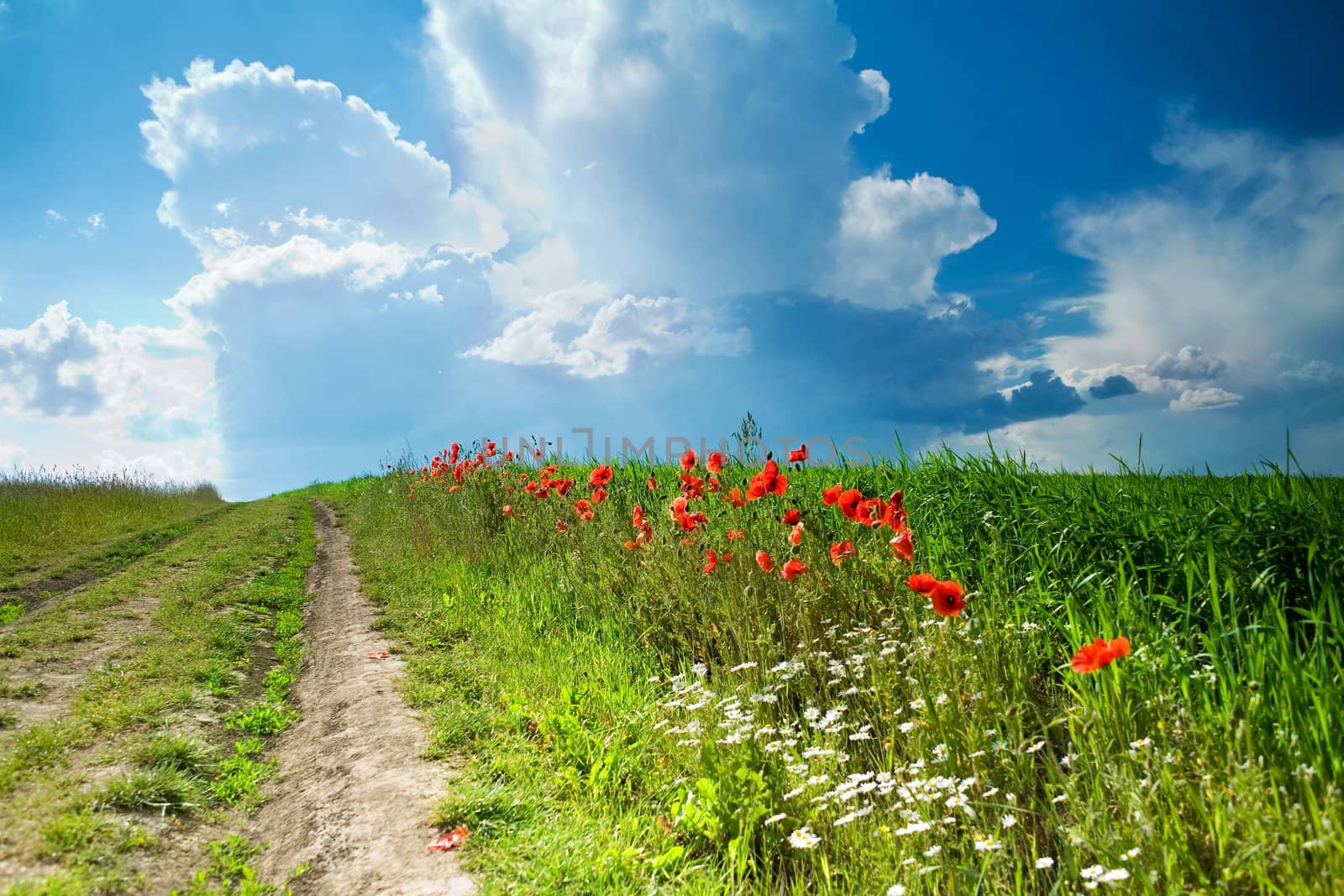 A road amongst poppy field