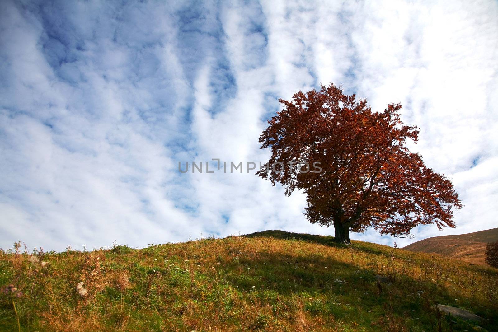 Autumn theme: An image of autumn tree on a hill.