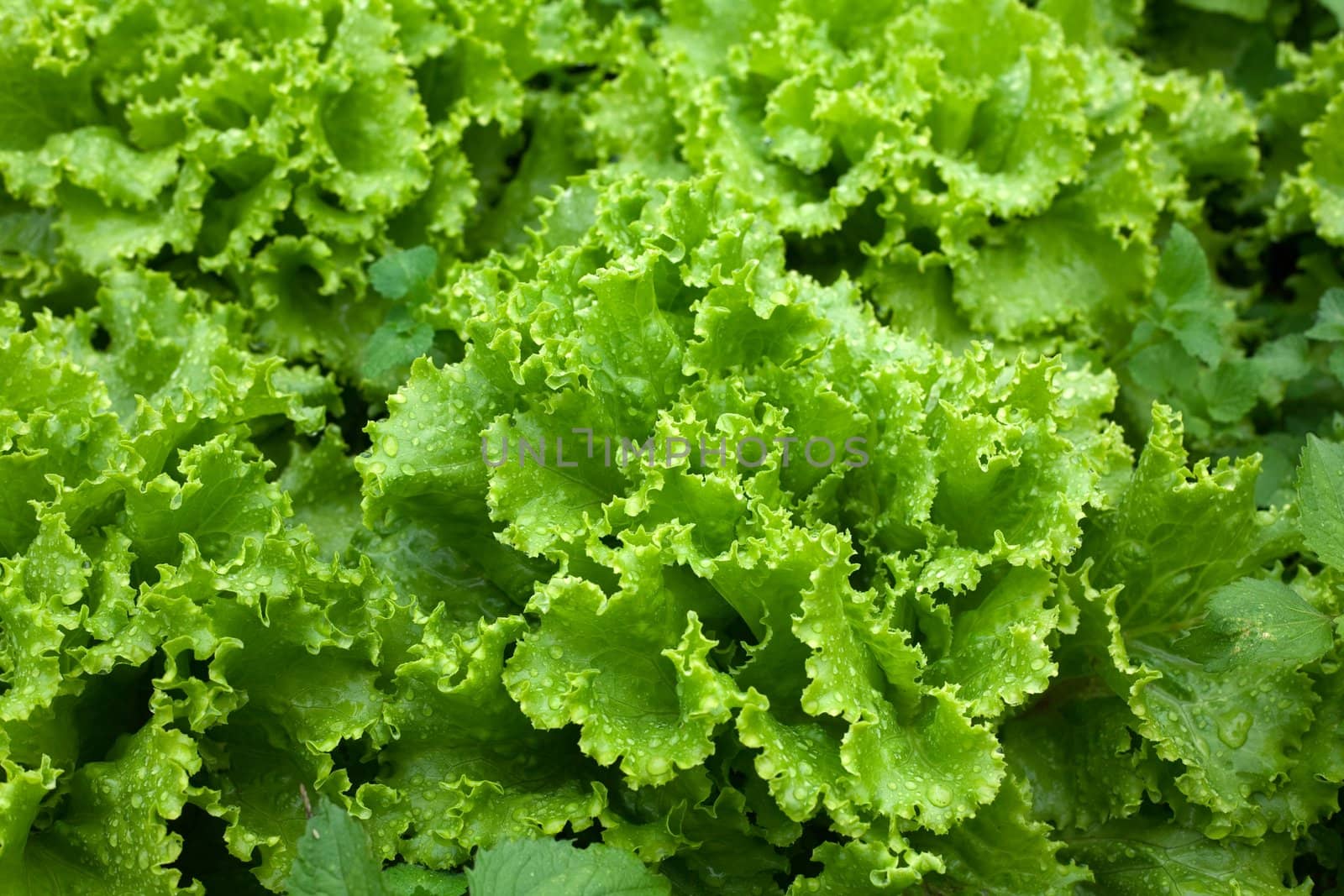 An image of fresh green lettuce close-up
