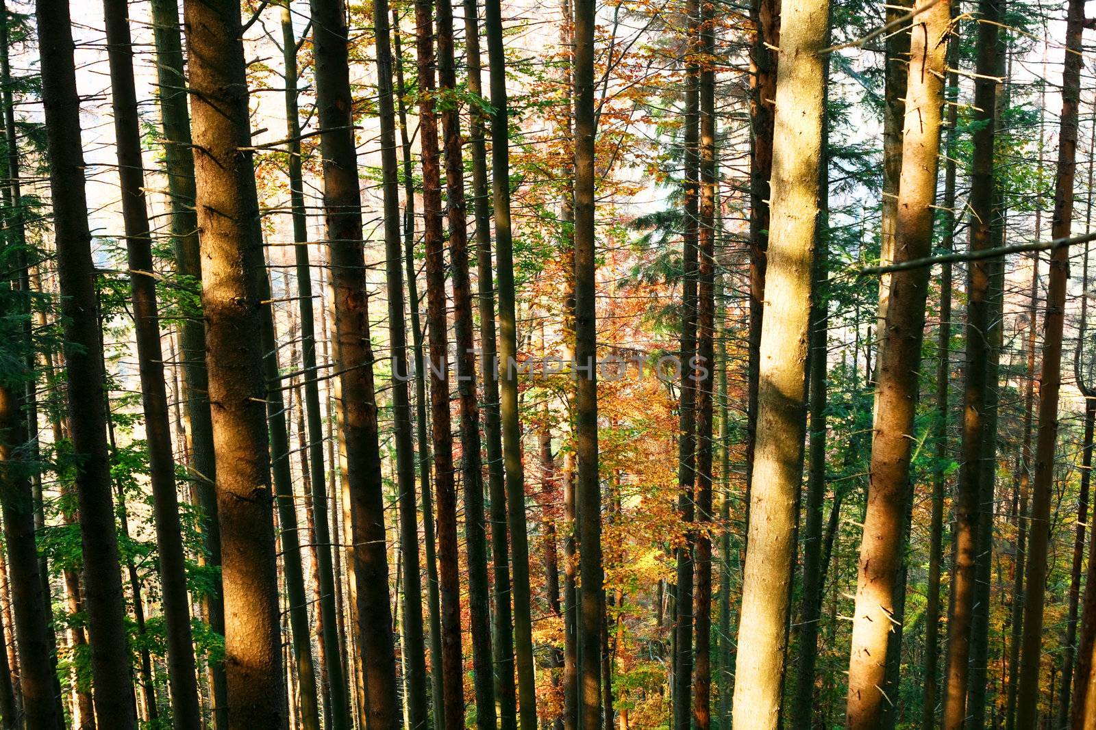 An image of a trees in autumn forest