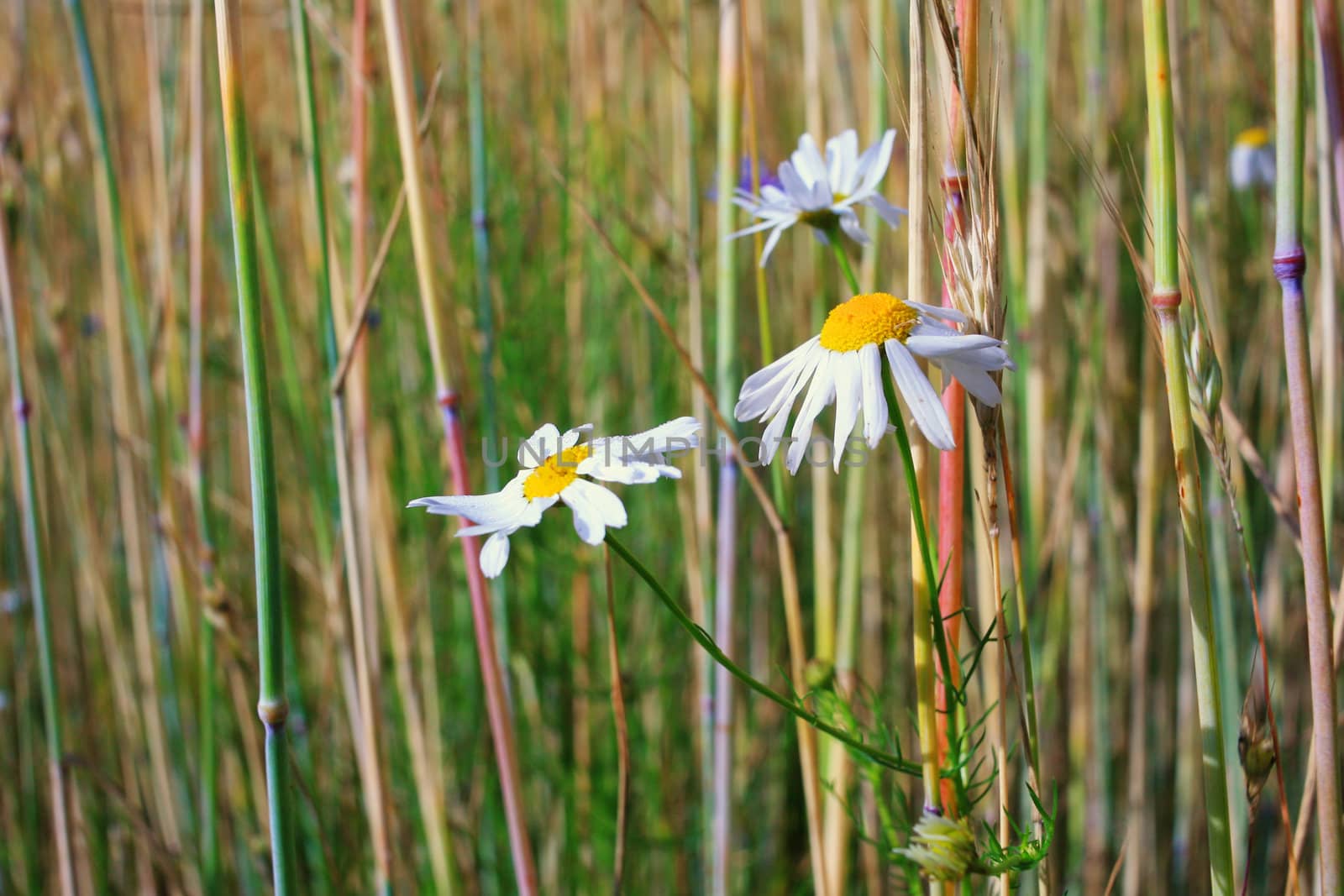 An image of field with white flowers