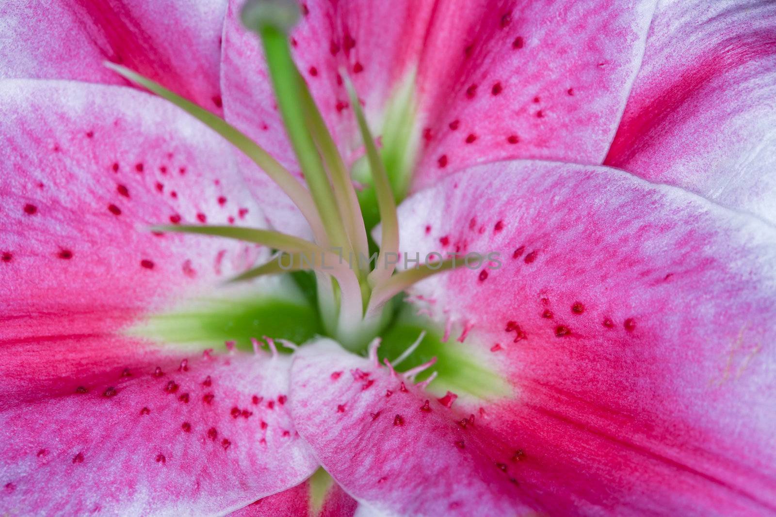 Abstract background of flower: image of petal closeup