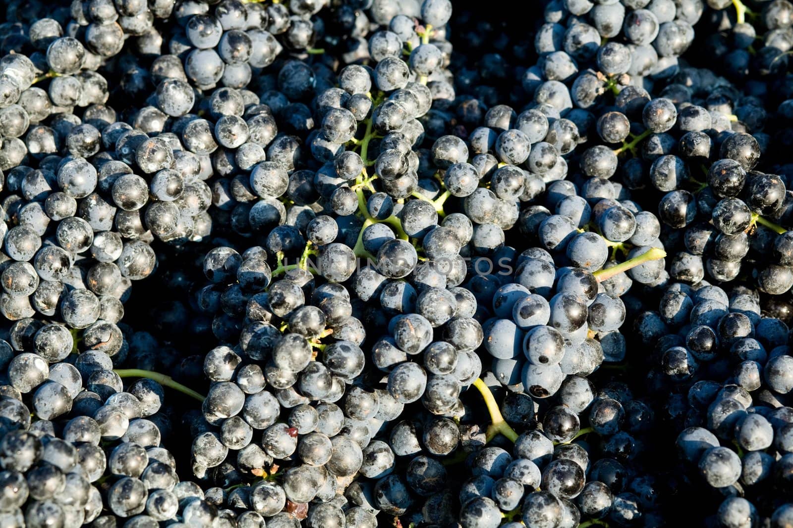 An image of crop of blue grapes
