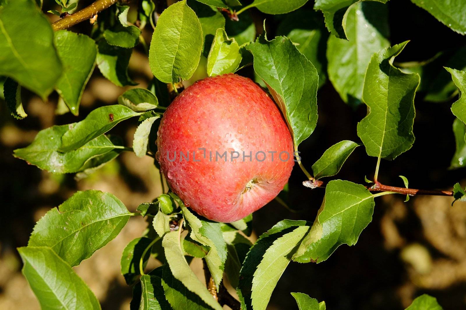 An image of red apple on the tree