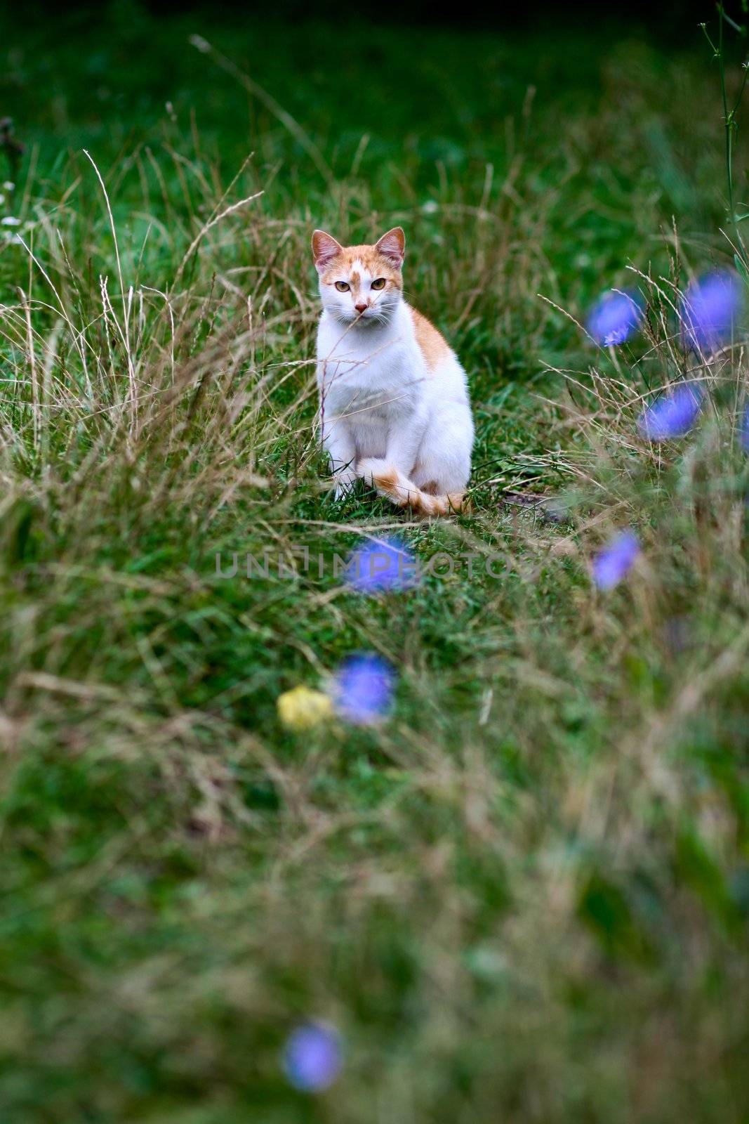 An image of a cat in green grass