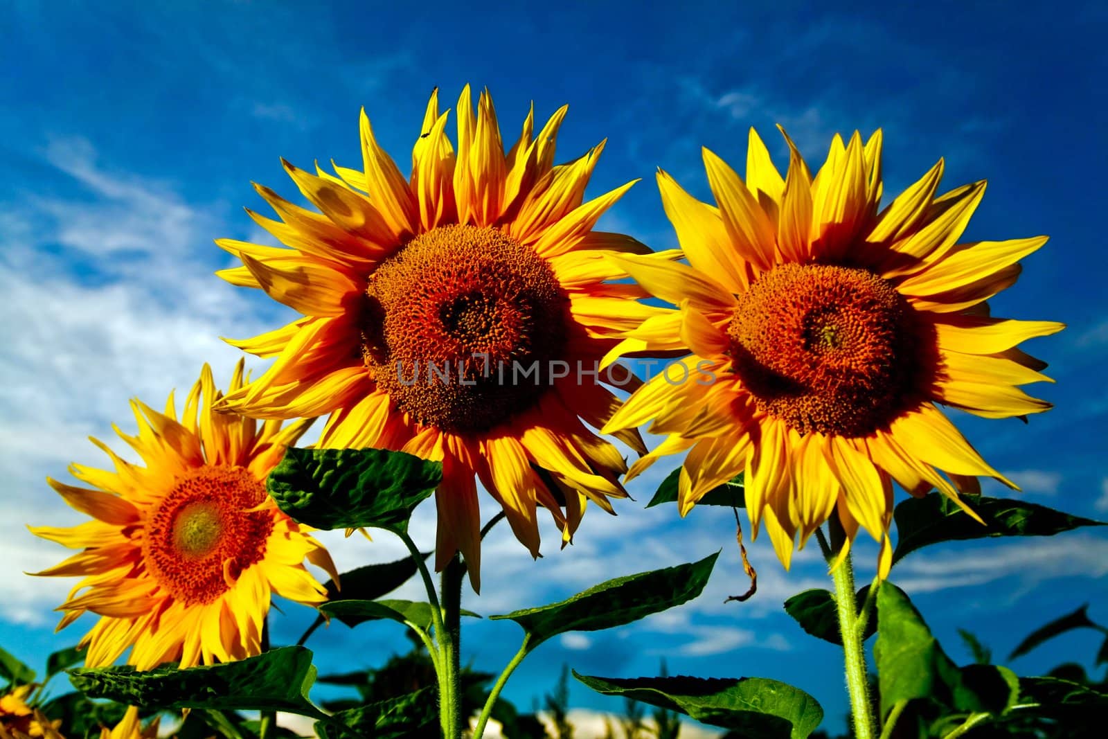 Bright yellow sunflowers on a background of the sky