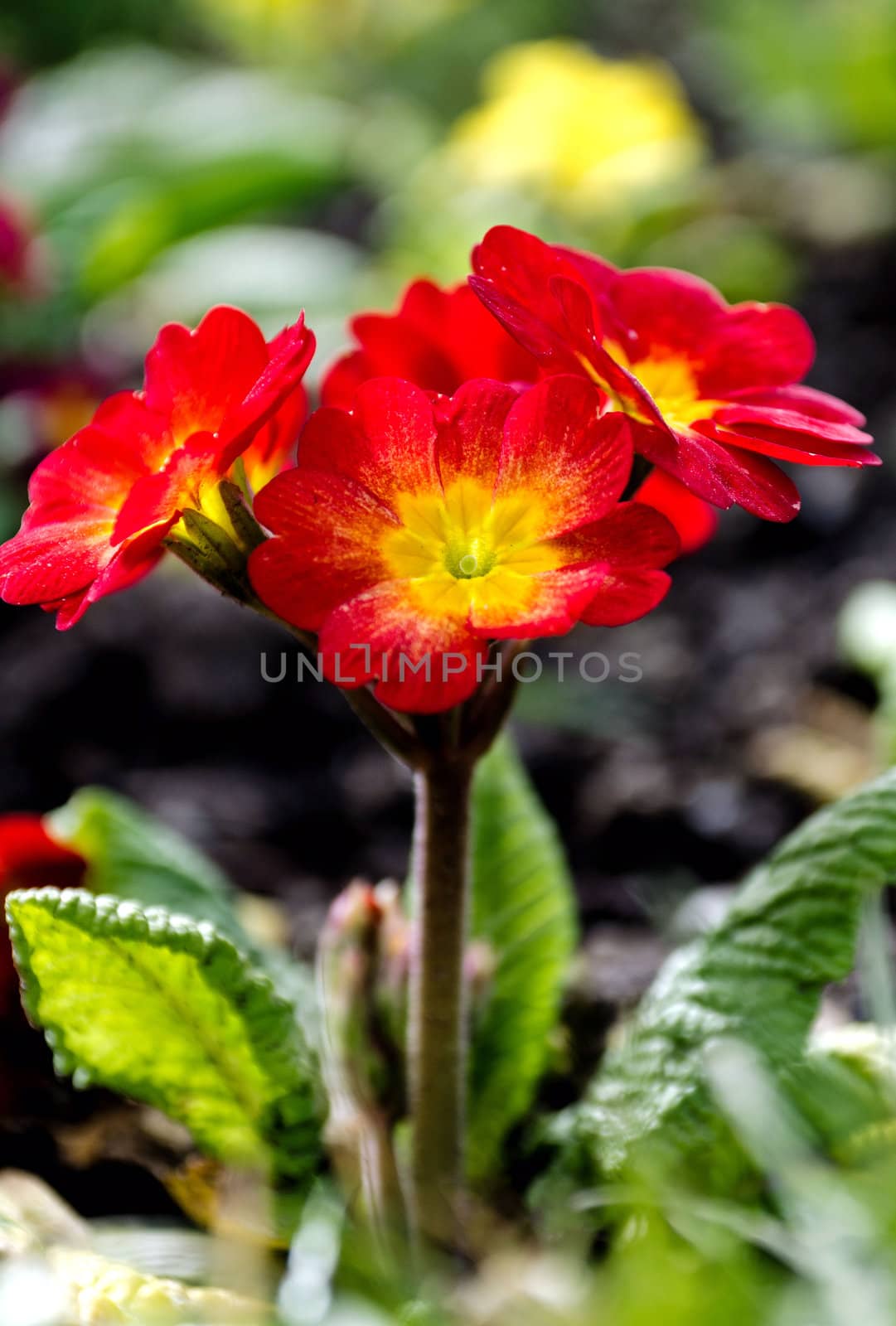 Bright coloured Primula auricula or Polyanthus flowers