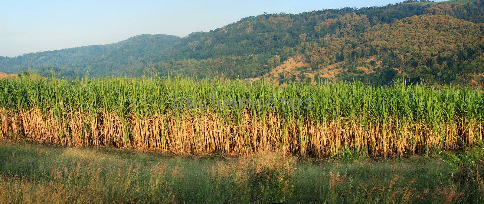 Sugar Cane panorama by photosoup