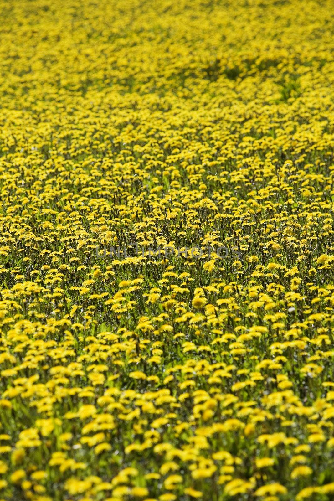 Field of Dandelions Full Frame