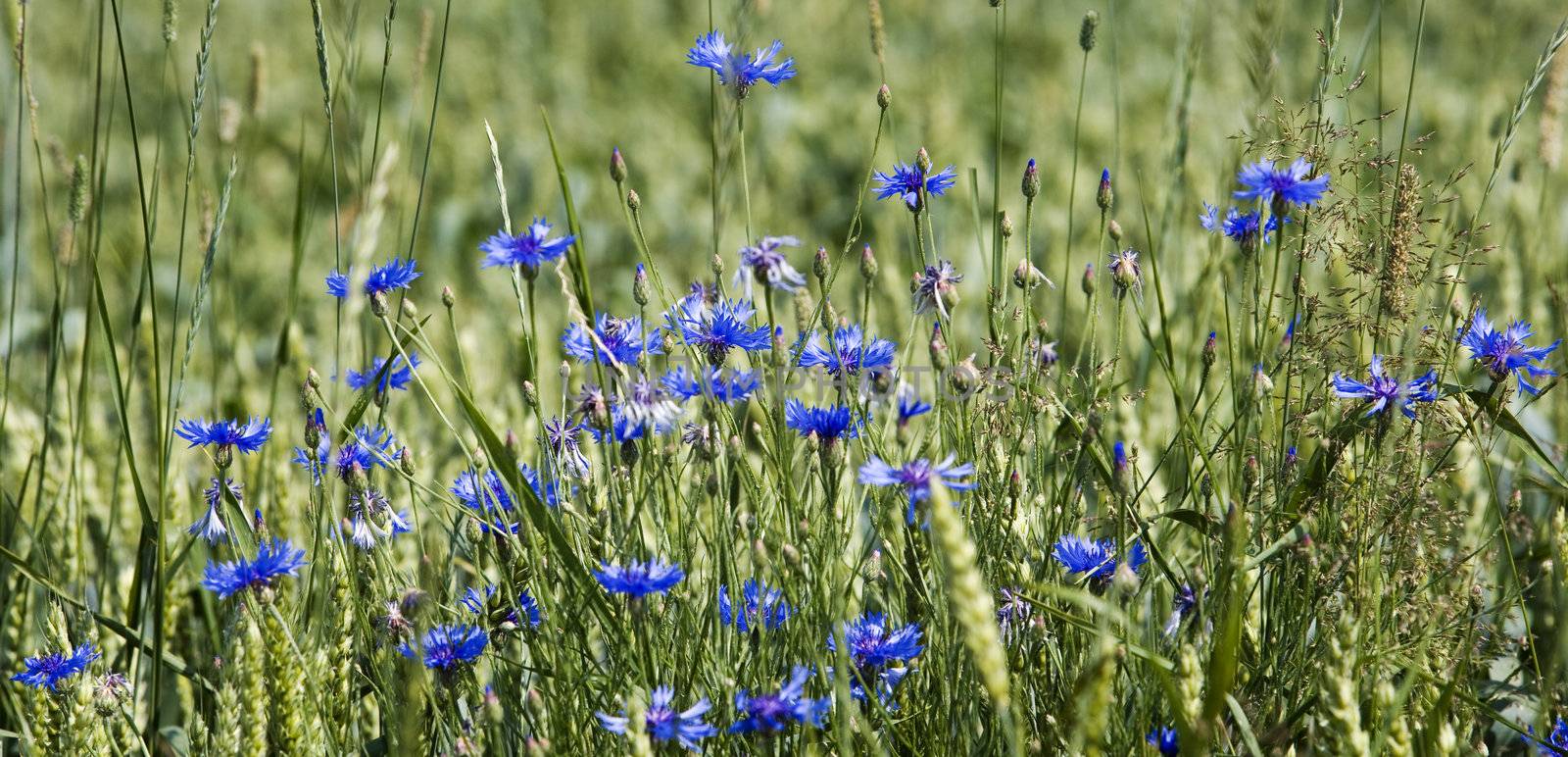Large group of Cornflowers with selective focus