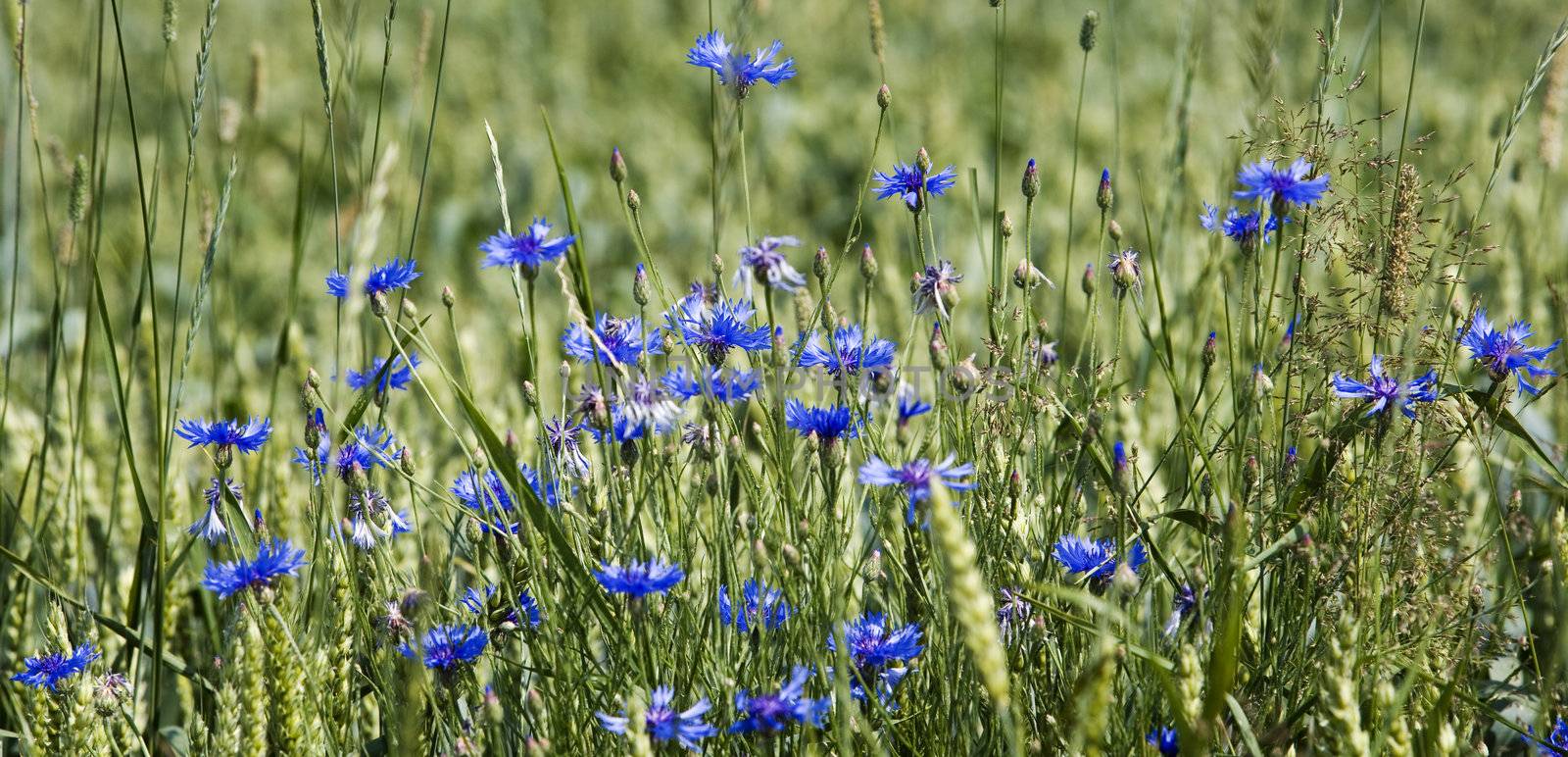 Cornflowers by gemenacom