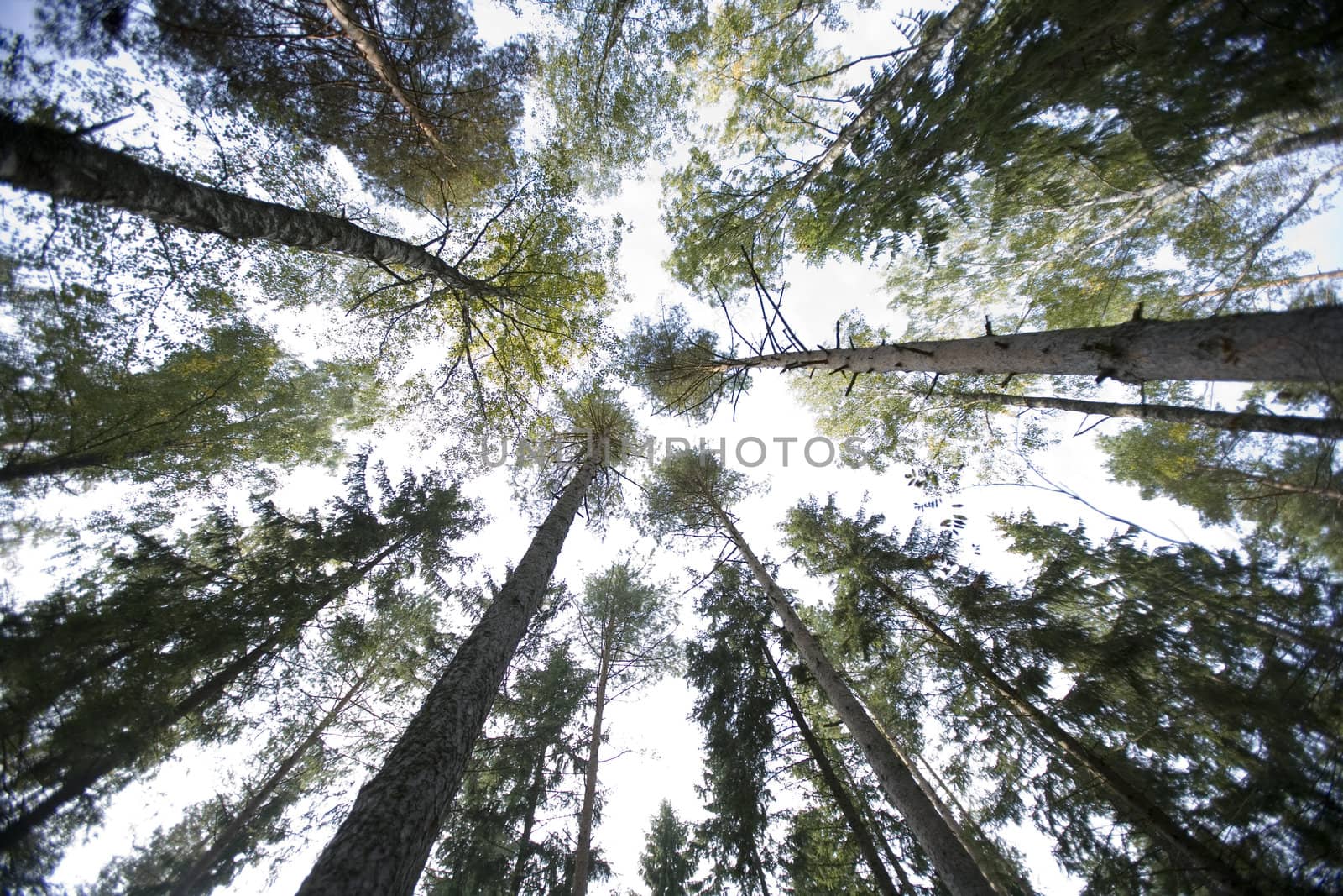Large group of Pine trees from low angle view