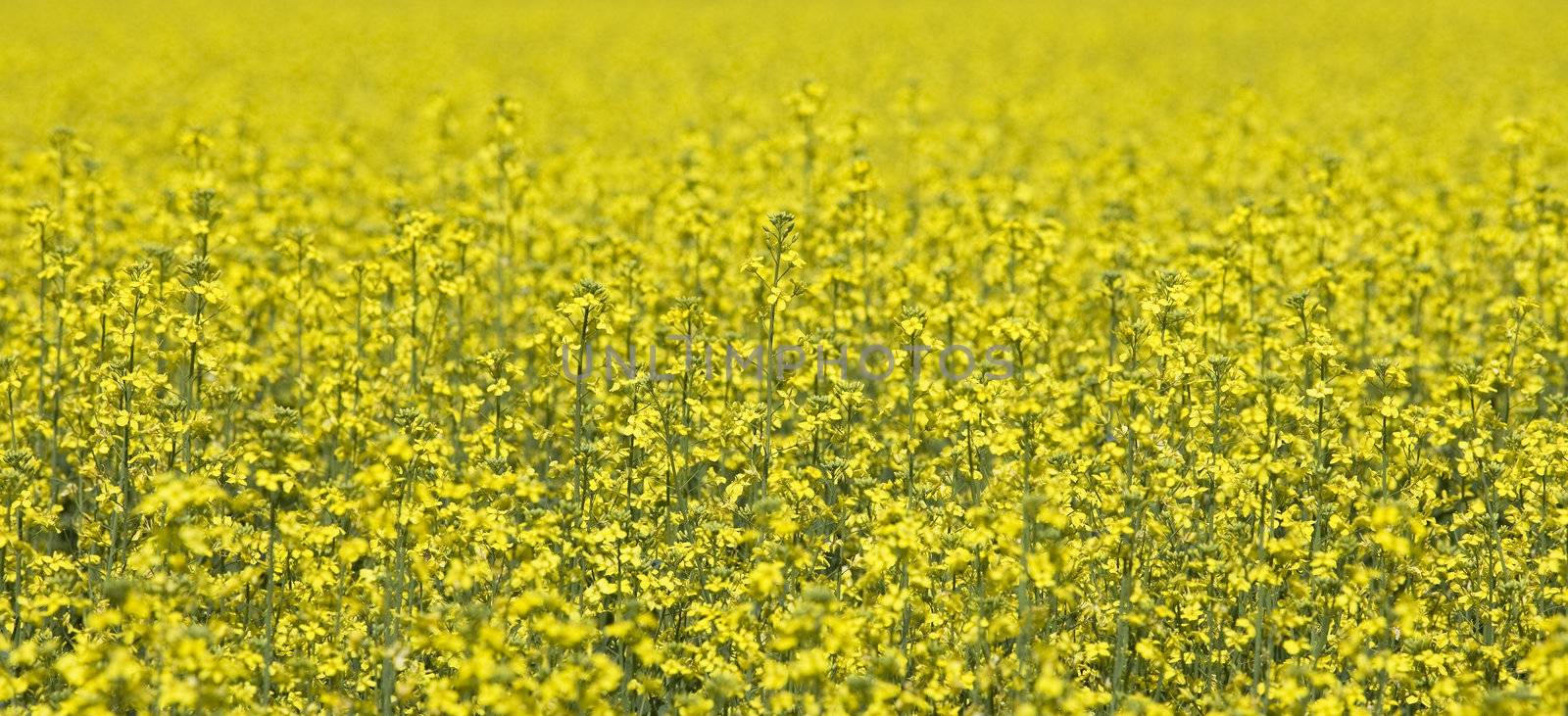 Field of Oilseed Rape full frame