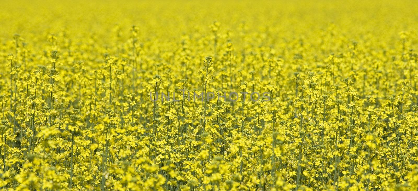 Oilseed Rape by gemenacom