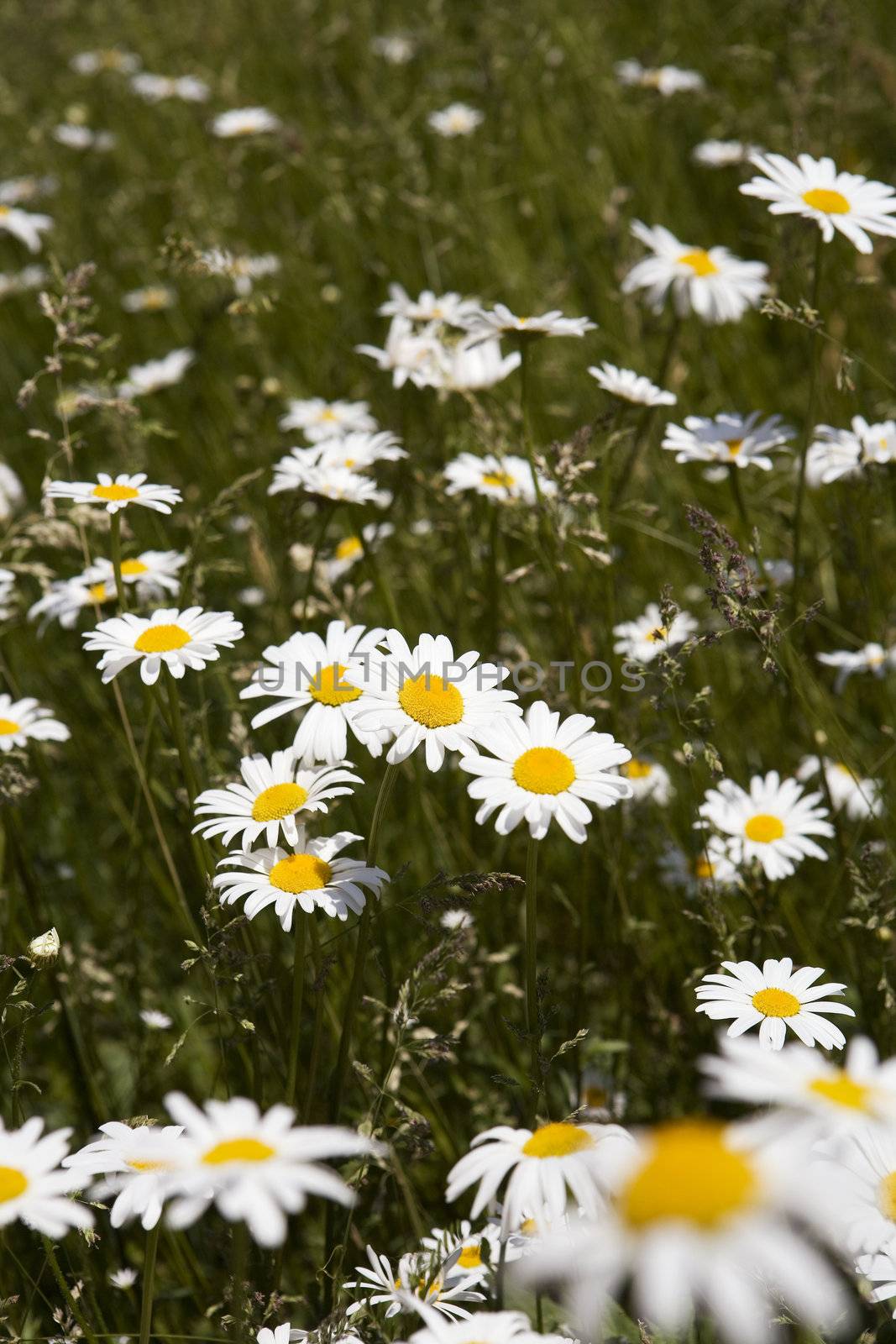 Field of Daisy Flowers with selective focus