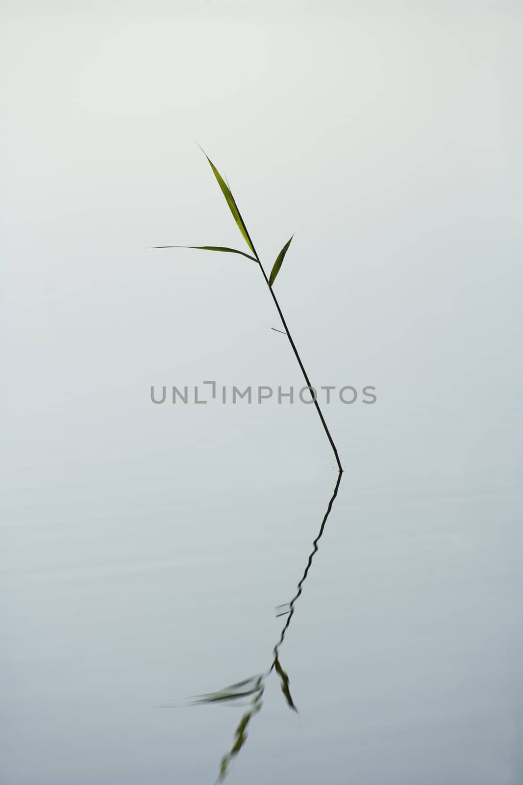 Straw in the water still life