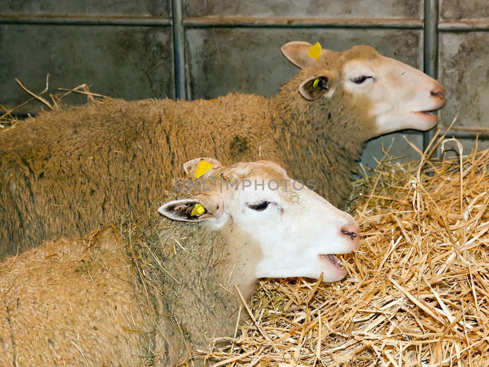 the choir of sheep, at an agricultural fair
