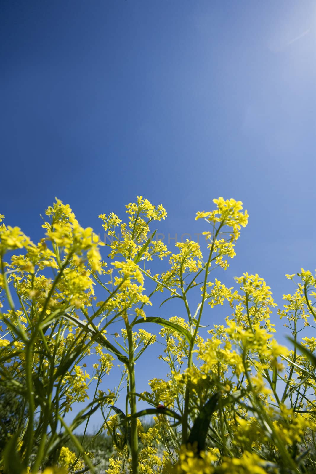 Oilseed Rape from low angle view towards blue sky