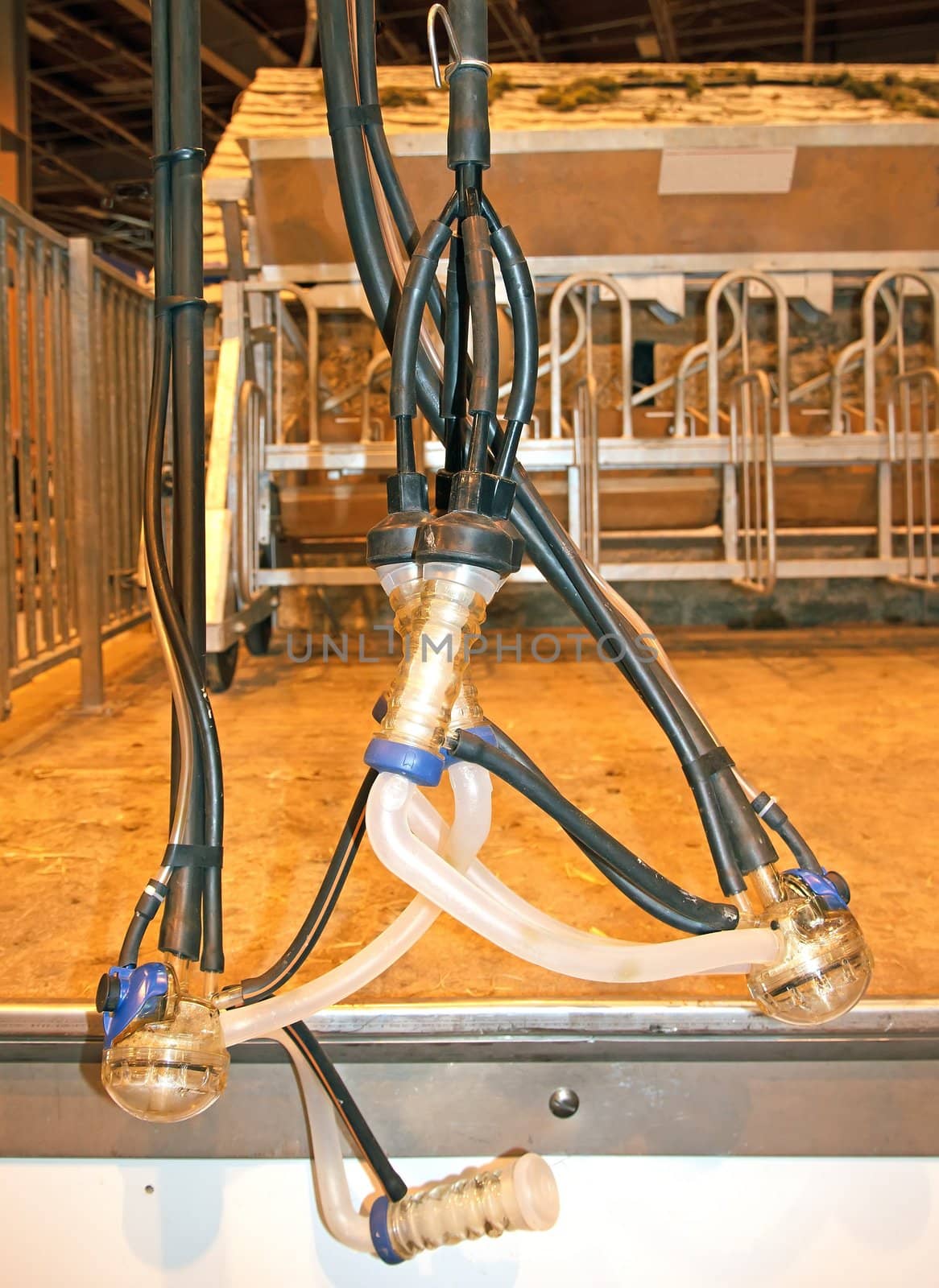 automatic milking machine, presentation at an agricultural fair