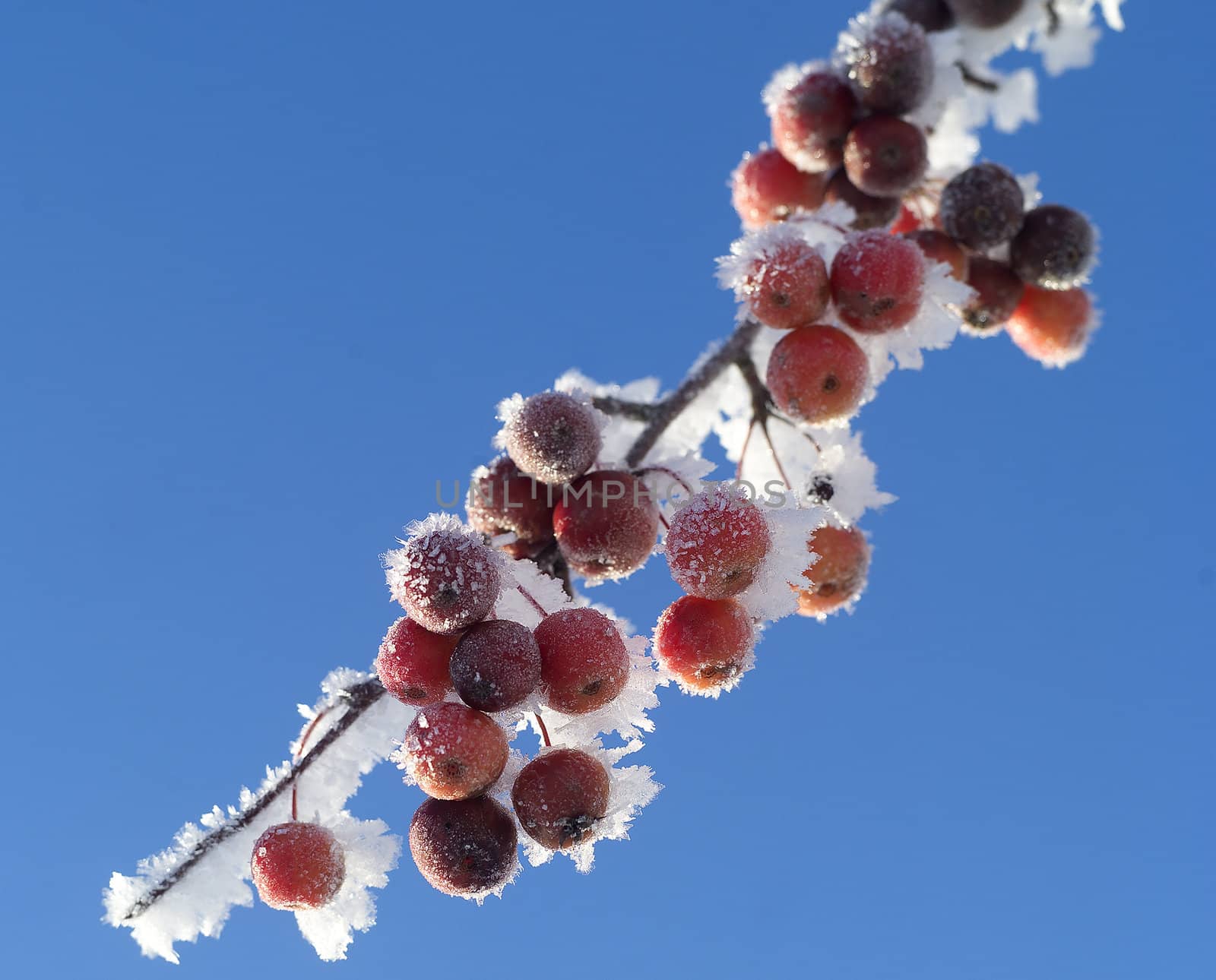 Frozen berries towards blue sky