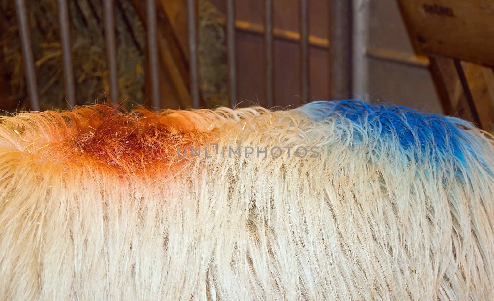 French sheep production  the colors of the French flag on his back  blue, white, red