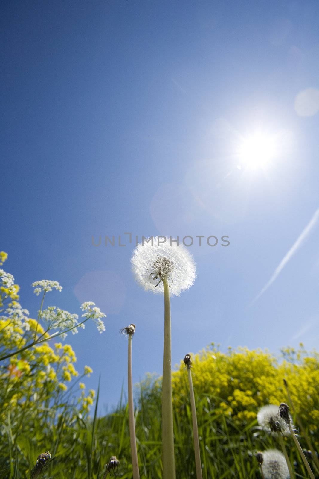 Dandelion from low angle view towards blue sky