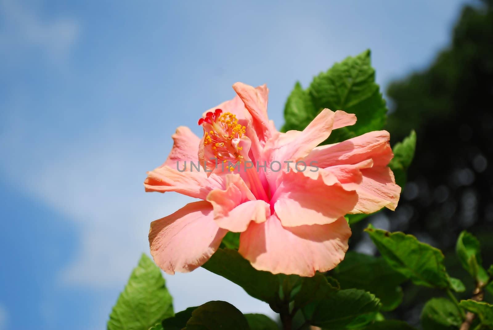 fresh orange hibiscus flowers closeup