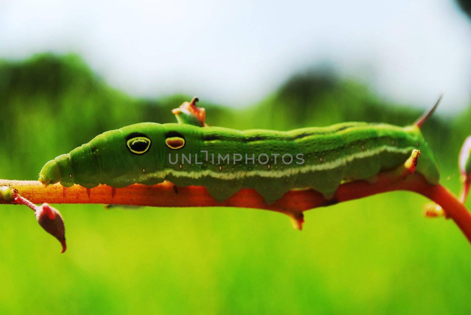 Cloae-up of Tiger Swallowtall,Papillio glaucus caterpillar India