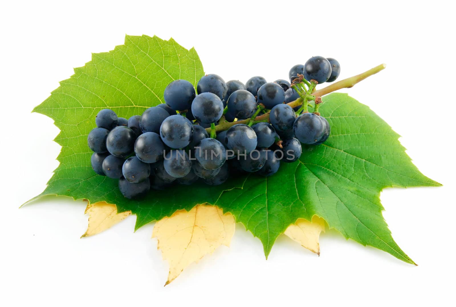 Bunch of Ripe Blue Grapes with Leaf Isolated on White by alphacell