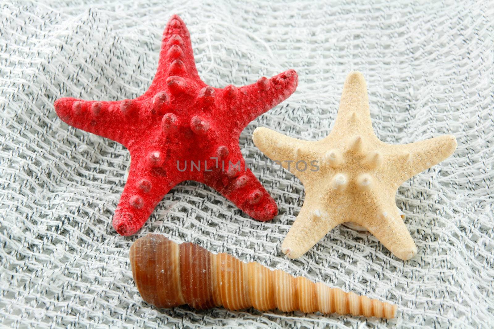 Colored Seashell (Starfish and Scallop) on a Fishing Net Background  