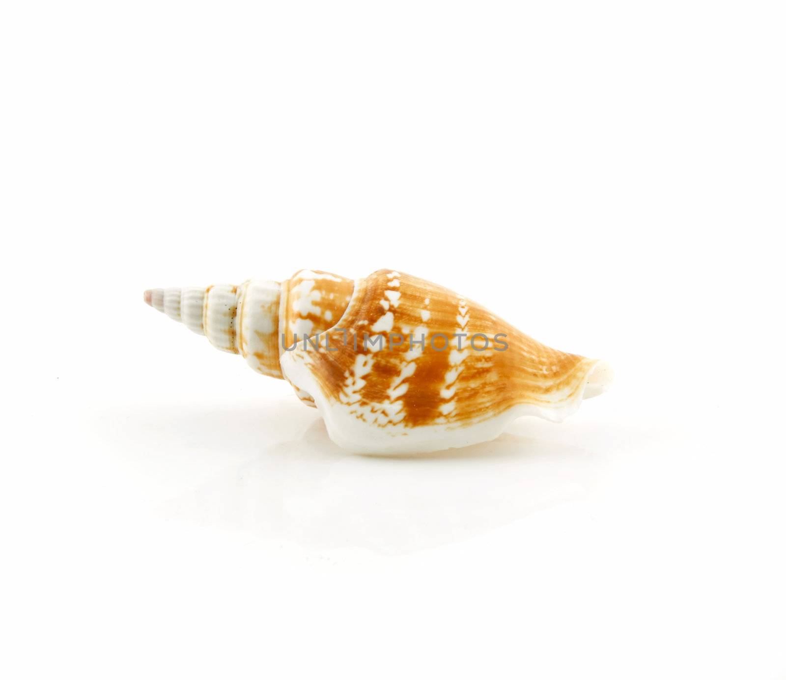 Colored Seashell Scallop Isolated on White by alphacell