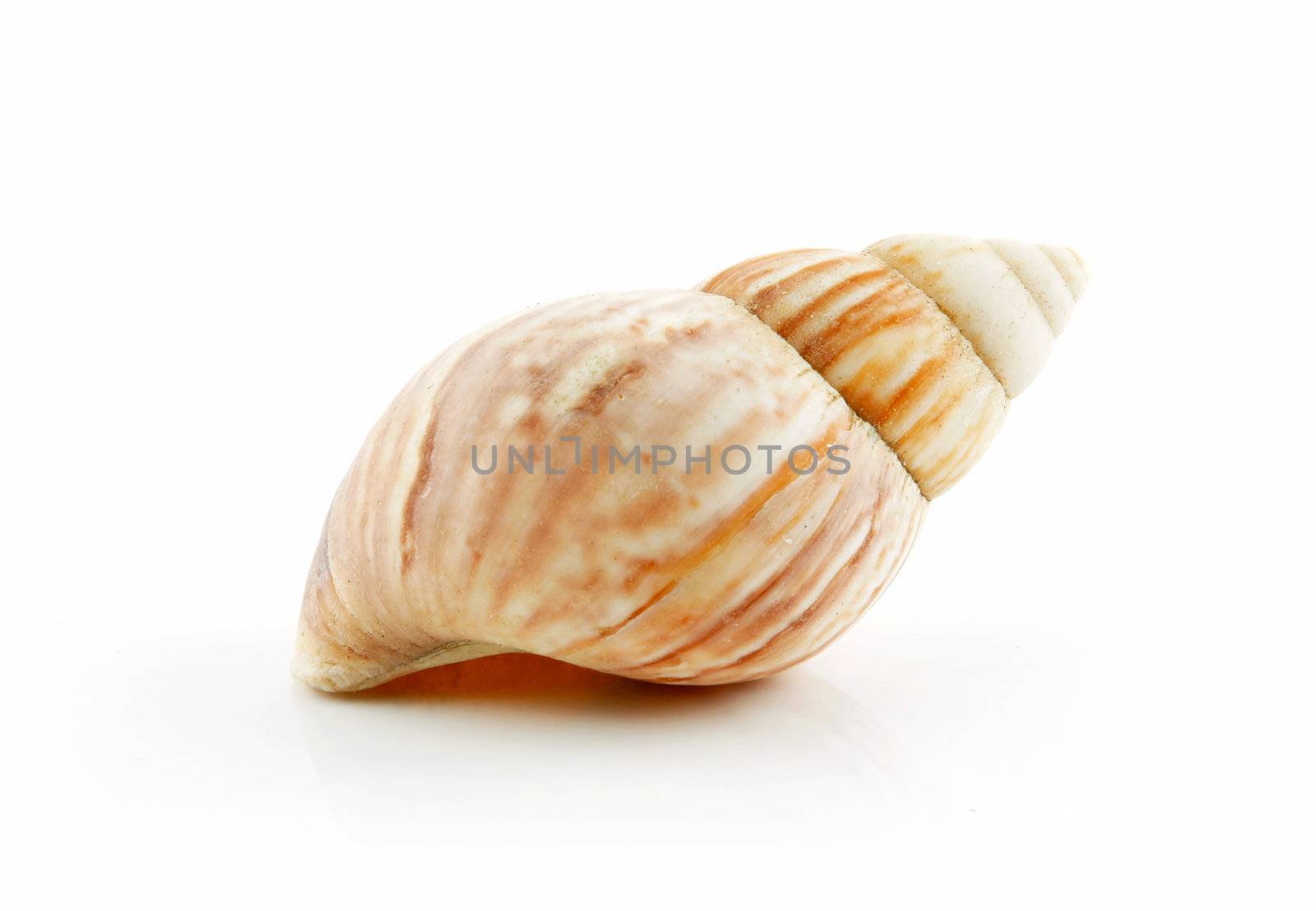 Colored Seashell Scallop Isolated on White by alphacell