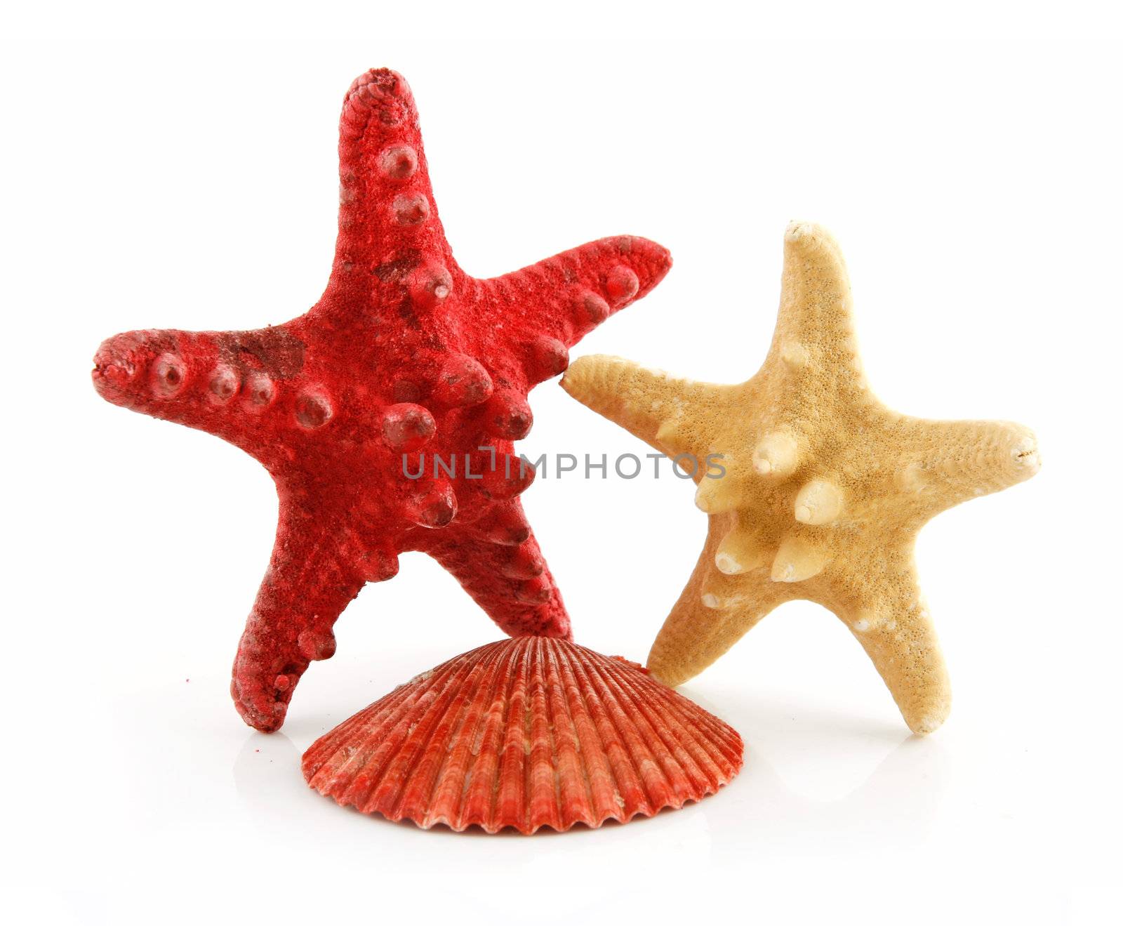 Colored Seashells Scallop and  Starfishes Isolated on White by alphacell