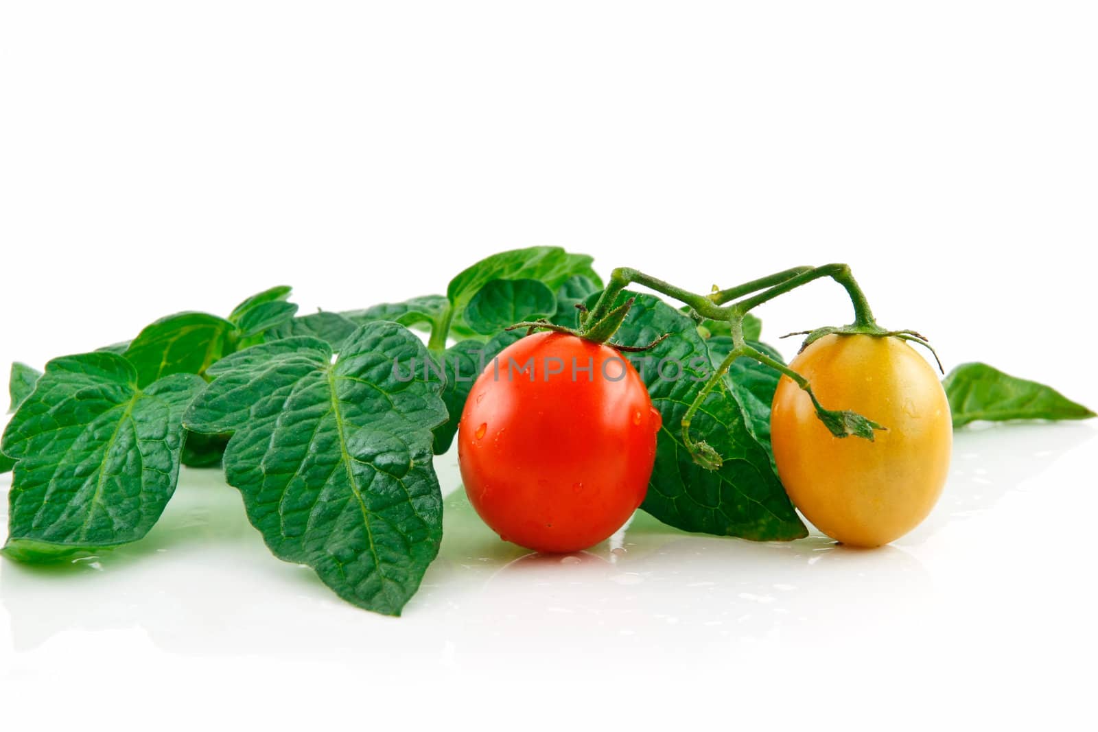 Ripe Wet Red Tomatoes with Leaves Isolated on White Background  