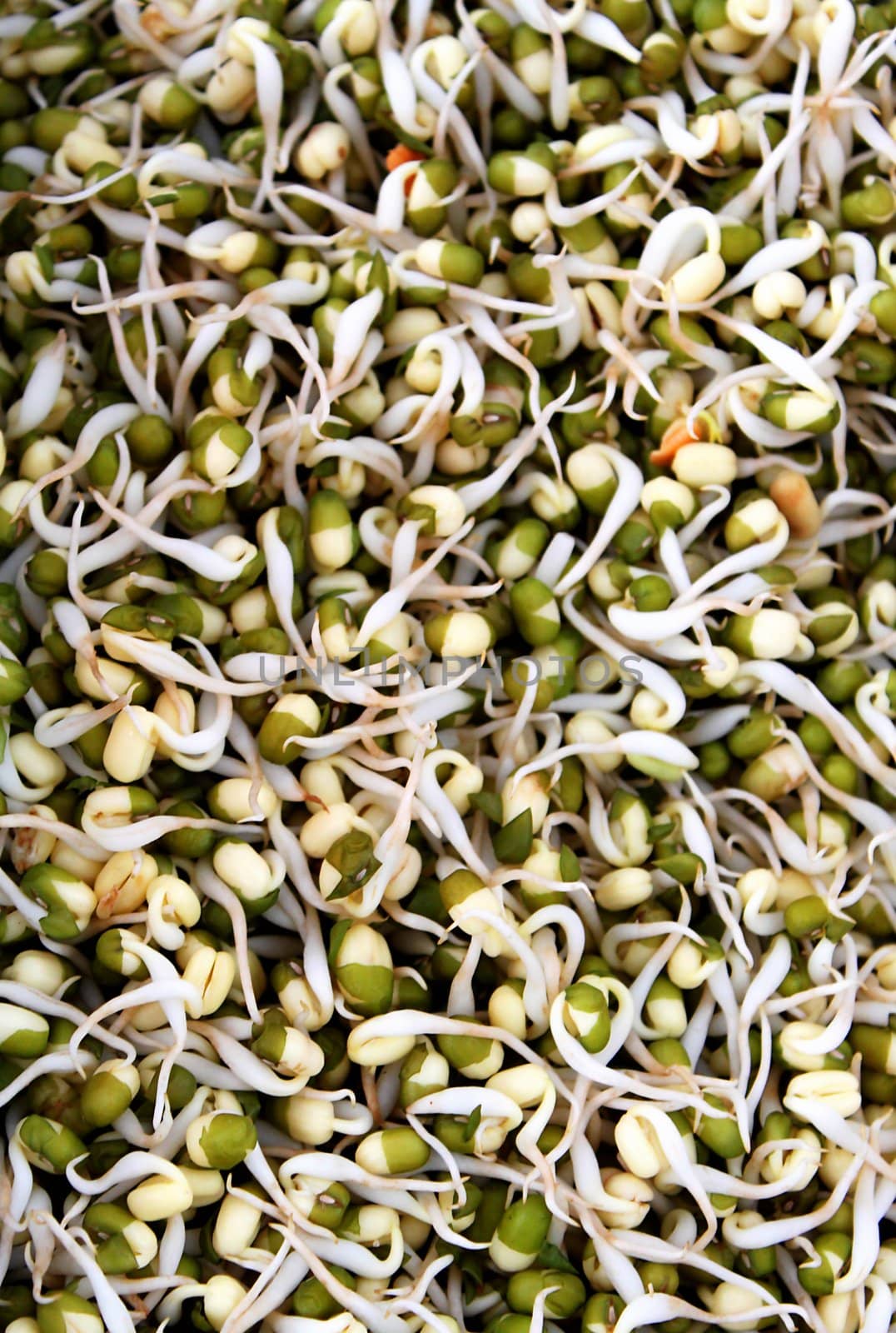 Sprouted Mung Beans by hlehnerer