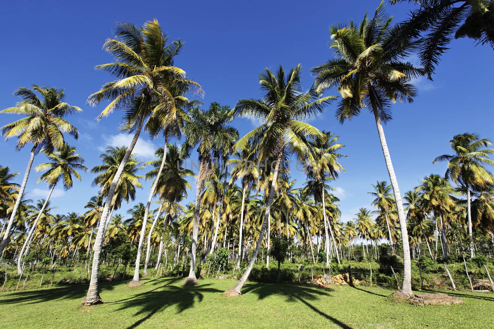 palm trees in tropical garden in summer