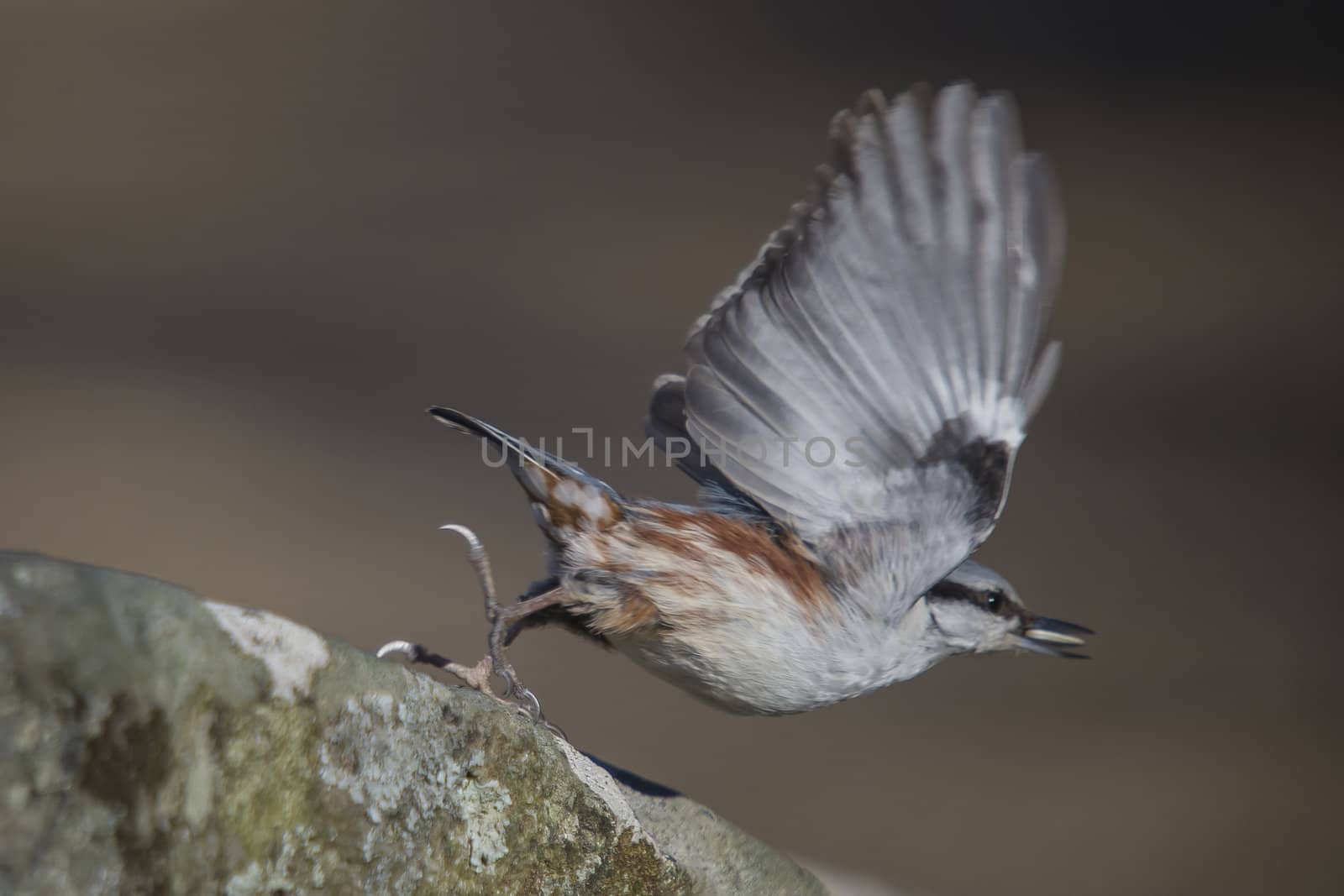 The bird flying away with a sunflower seed in its beak. The picture is shot by the woods at Fredriksten fortress in Halden, Norway one day in March 2013.