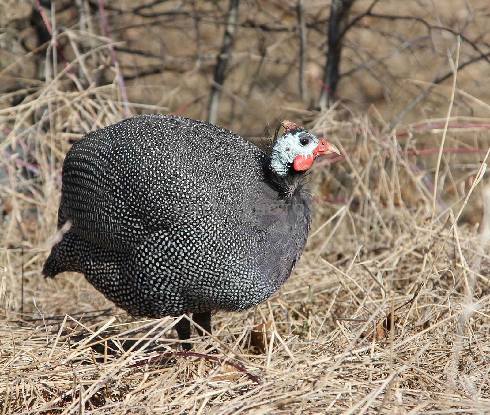 Guinea Fowl Profile Shot in the Autumn Grass