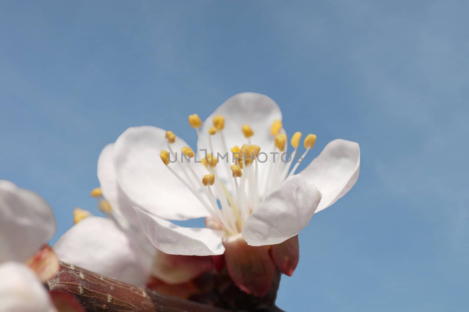 close up of apricot tree blossom over blue sky