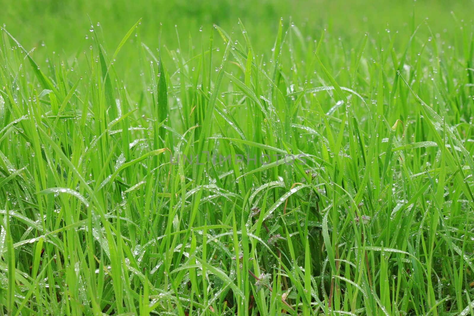 grass with rain drops by romantiche
