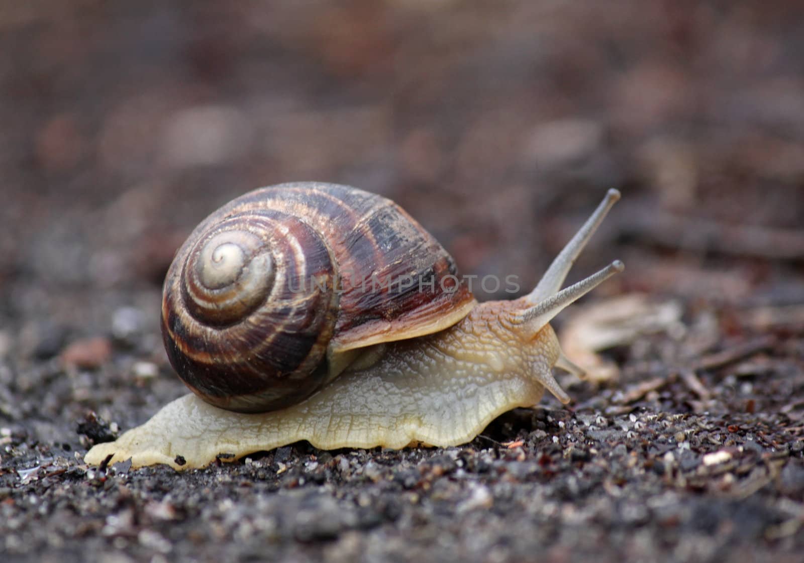 close up of snail on ground