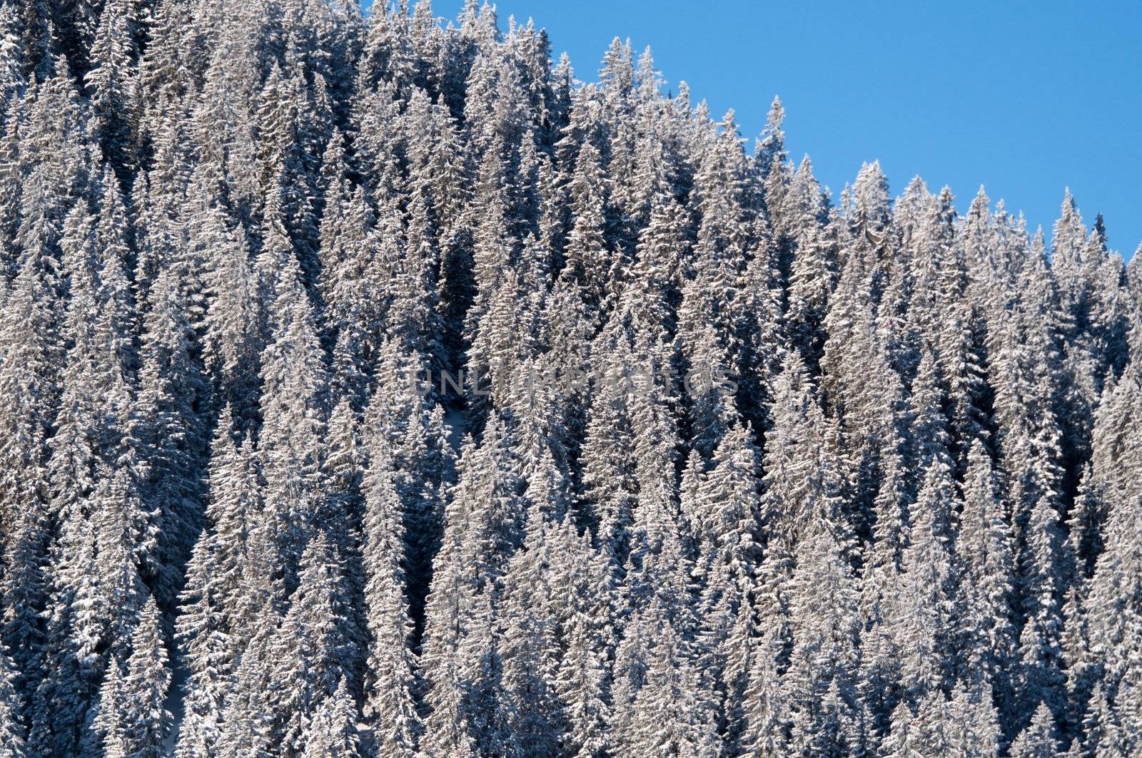 snow covered pine trees against blue sky in Montafon, Austria