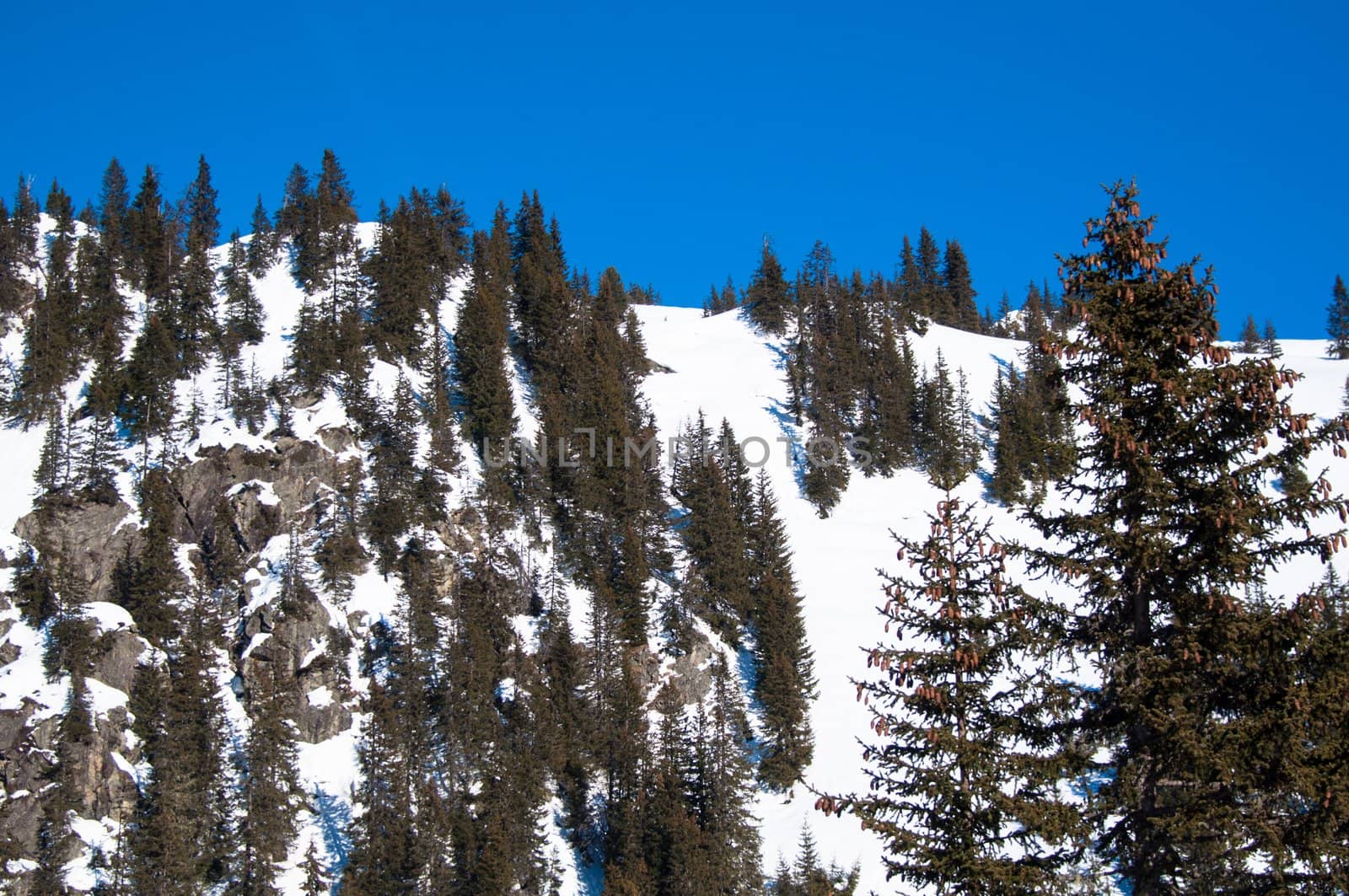 snowy mountain with trees on sunny day at Montafon, Austria