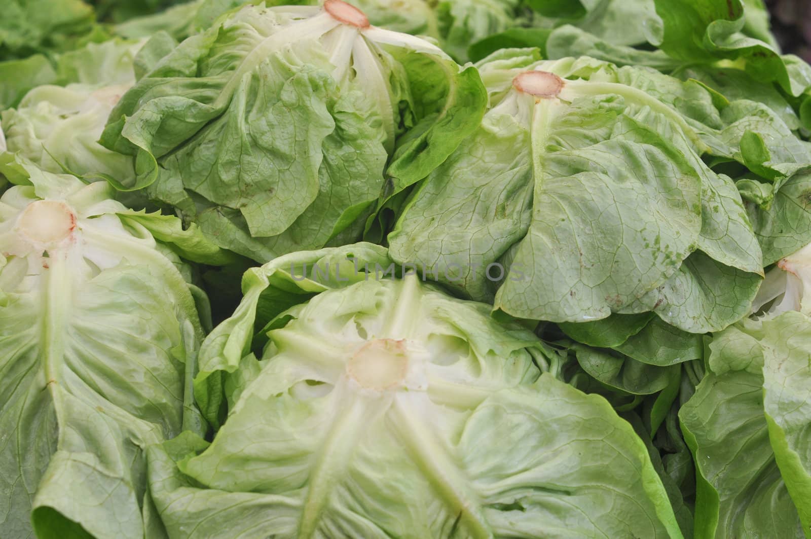 Lettuce (Lactuca sativa) aka green salad leaf vegetables