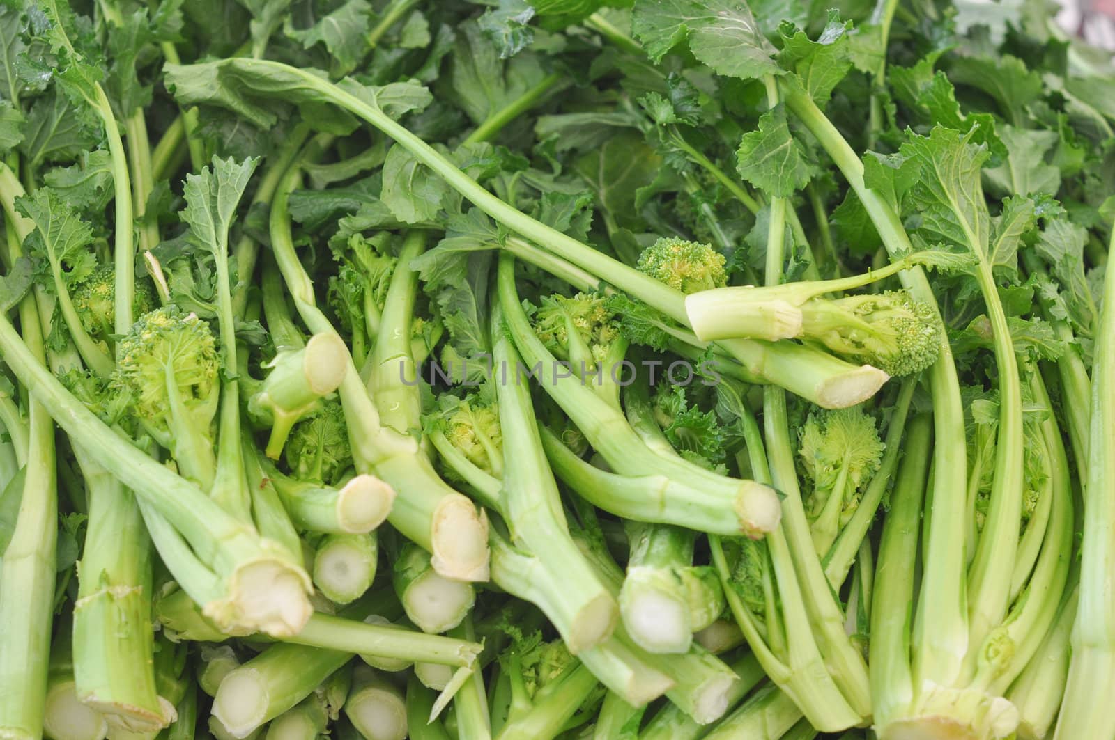 Rapini aka Broccoli Rabe Raap Raab, Broccoletti Broccoli Rape, Cime di Rapa, Rappi Friarielli