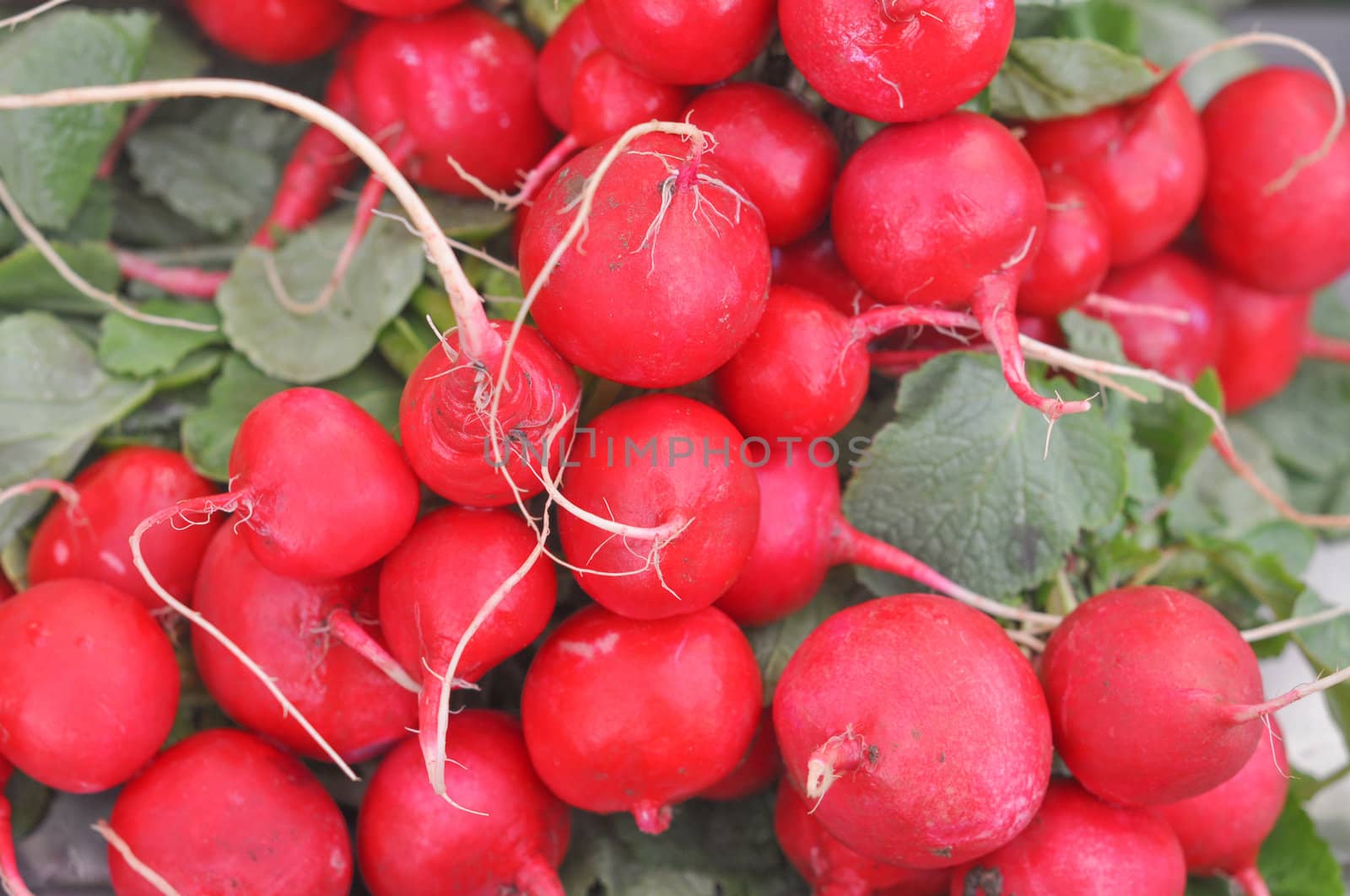 Radish (Raphanus sativus) edible root vegetable food