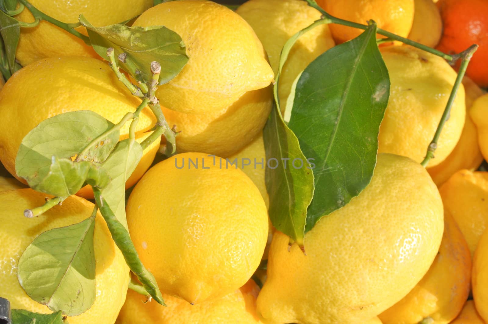 Lemon fruit used primarily for its juice