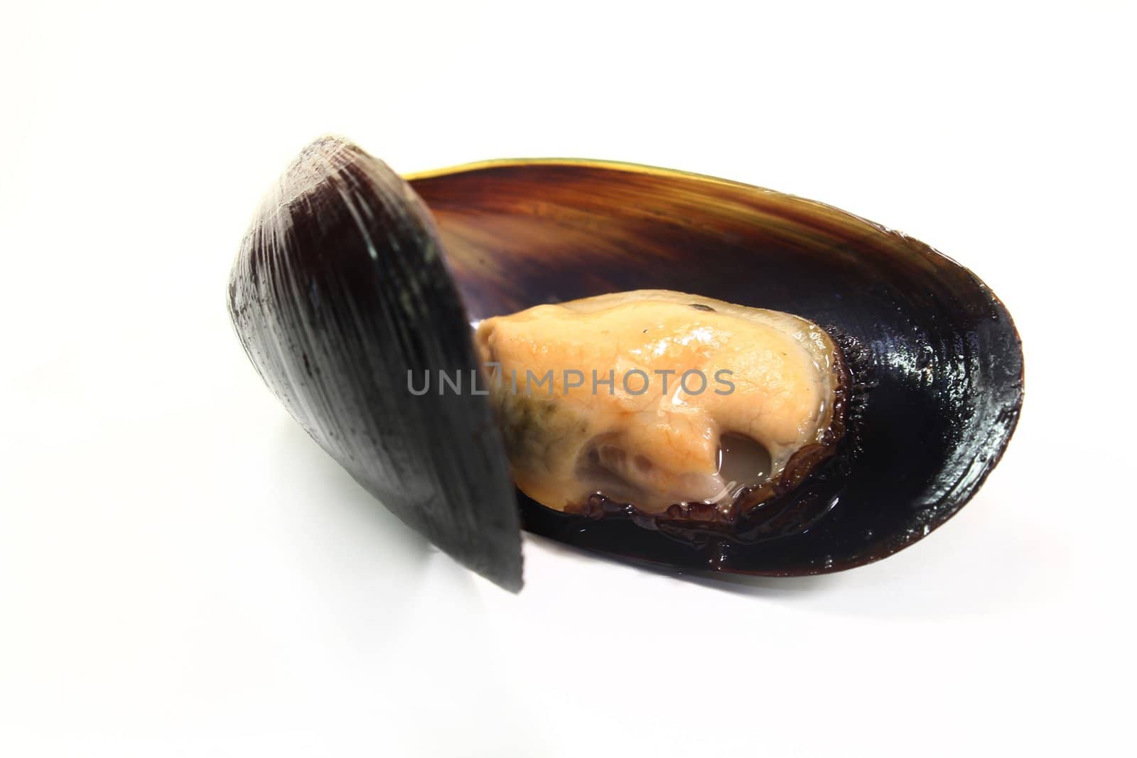 fresh cooked mussels on a of white background