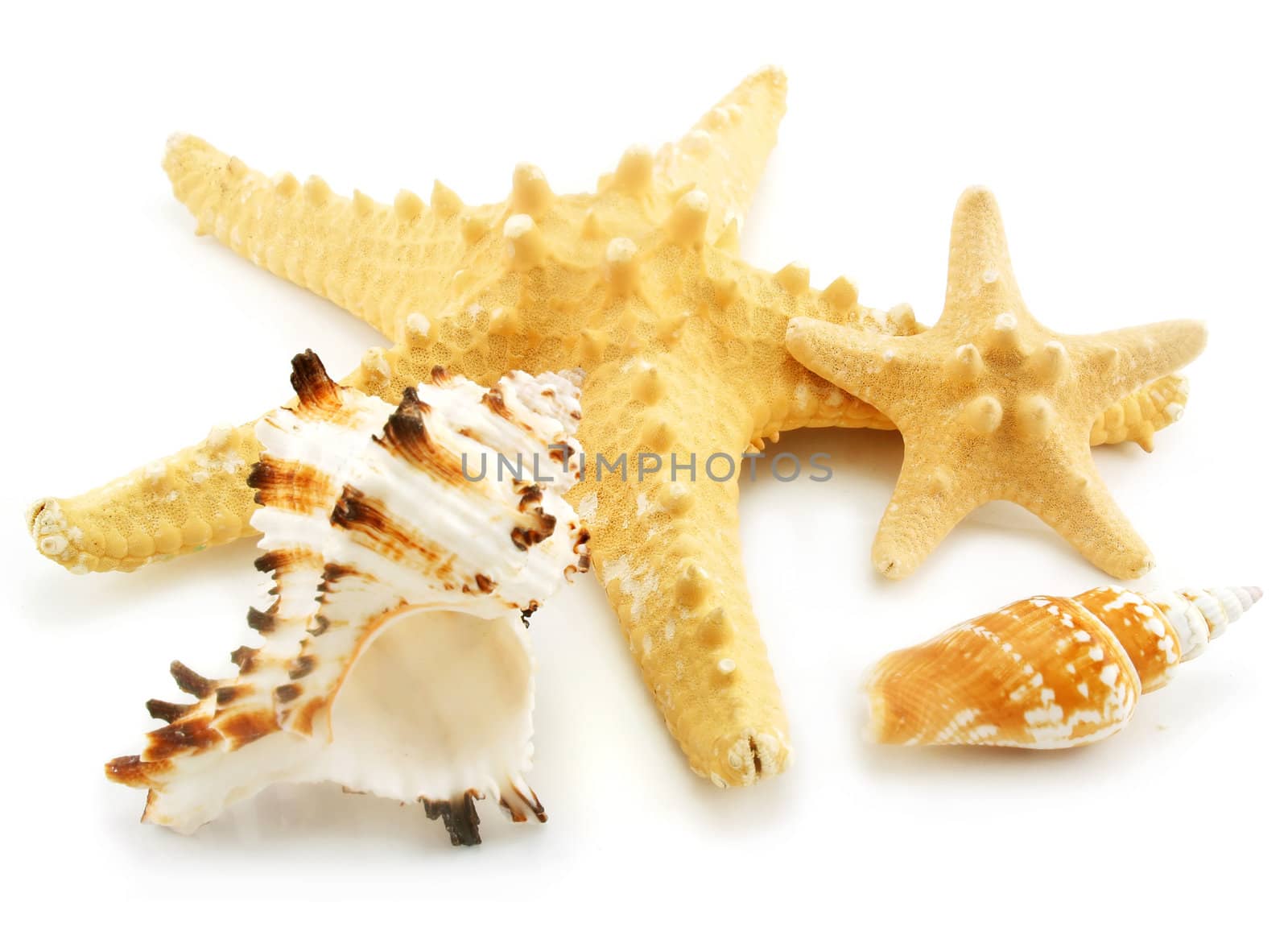 Set of sea cockleshells isolated on a white background